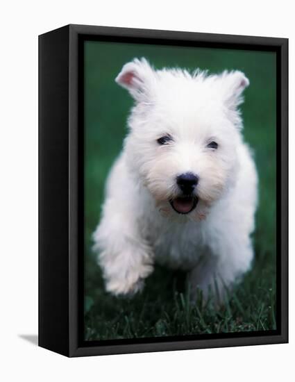 West Highland Terrier / Westie Puppy Walking-Adriano Bacchella-Framed Premier Image Canvas