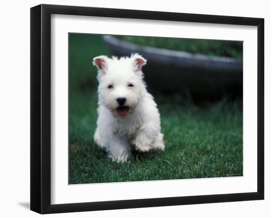 West Highland Terrier / Westie Puppy Walking-Adriano Bacchella-Framed Photographic Print