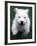 West Highland Terrier / Westie Puppy Walking-Adriano Bacchella-Framed Photographic Print