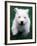 West Highland Terrier / Westie Puppy Walking-Adriano Bacchella-Framed Photographic Print