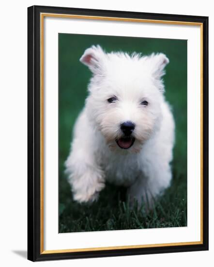 West Highland Terrier / Westie Puppy Walking-Adriano Bacchella-Framed Photographic Print