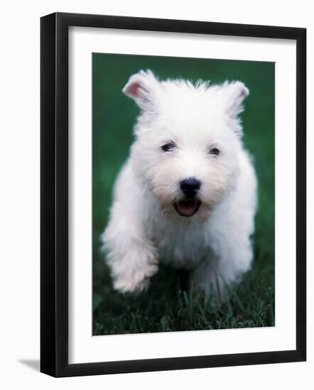 West Highland Terrier / Westie Puppy Walking-Adriano Bacchella-Framed Photographic Print