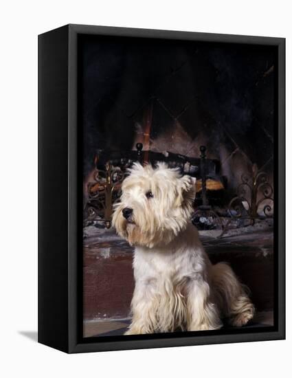 West Highland Terrier / Westie Sitting in Front of a Fireplace-Adriano Bacchella-Framed Premier Image Canvas