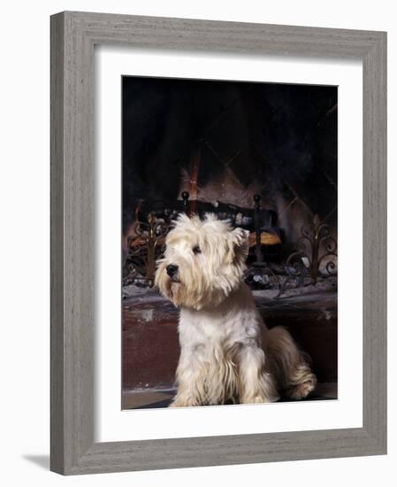 West Highland Terrier / Westie Sitting in Front of a Fireplace-Adriano Bacchella-Framed Photographic Print