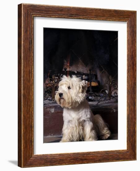 West Highland Terrier / Westie Sitting in Front of a Fireplace-Adriano Bacchella-Framed Photographic Print