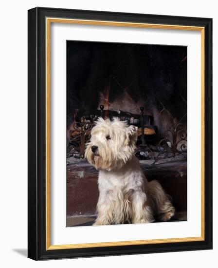 West Highland Terrier / Westie Sitting in Front of a Fireplace-Adriano Bacchella-Framed Photographic Print