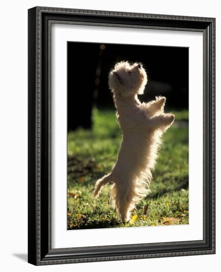 West Highland Terrier / Westie Standing on Hind Legs-Adriano Bacchella-Framed Photographic Print