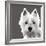 West Highland Terrier-Emily Burrowes-Framed Art Print