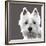 West Highland Terrier-Emily Burrowes-Framed Art Print