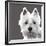 West Highland Terrier-Emily Burrowes-Framed Art Print