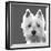 West Highland Terrier-Emily Burrowes-Framed Giclee Print