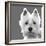 West Highland Terrier-Emily Burrowes-Framed Art Print