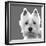 West Highland Terrier-Emily Burrowes-Framed Art Print