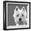 West Highland Terrier-Emily Burrowes-Framed Art Print