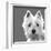 West Highland Terrier-Emily Burrowes-Framed Art Print