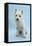 West Highland White Terrier Against a Blue Background-Mark Taylor-Framed Premier Image Canvas