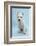 West Highland White Terrier Against a Blue Background-Mark Taylor-Framed Photographic Print