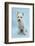 West Highland White Terrier Against a Blue Background-Mark Taylor-Framed Photographic Print