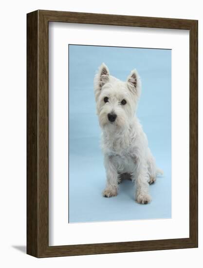 West Highland White Terrier Against a Blue Background-Mark Taylor-Framed Photographic Print