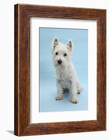 West Highland White Terrier Against a Blue Background-Mark Taylor-Framed Photographic Print