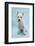 West Highland White Terrier Against a Blue Background-Mark Taylor-Framed Photographic Print