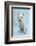 West Highland White Terrier Against a Blue Background-Mark Taylor-Framed Photographic Print