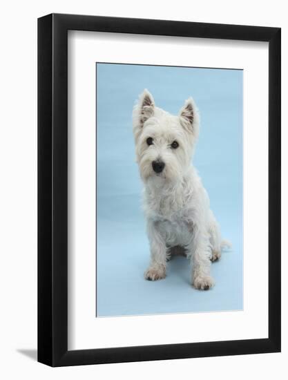 West Highland White Terrier Against a Blue Background-Mark Taylor-Framed Photographic Print