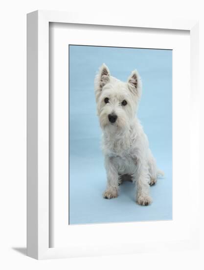 West Highland White Terrier Against a Blue Background-Mark Taylor-Framed Photographic Print