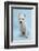 West Highland White Terrier Against a Blue Background-Mark Taylor-Framed Photographic Print