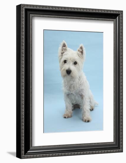 West Highland White Terrier Against a Blue Background-Mark Taylor-Framed Photographic Print