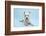 West Highland White Terrier Against a Blue Background-Mark Taylor-Framed Photographic Print