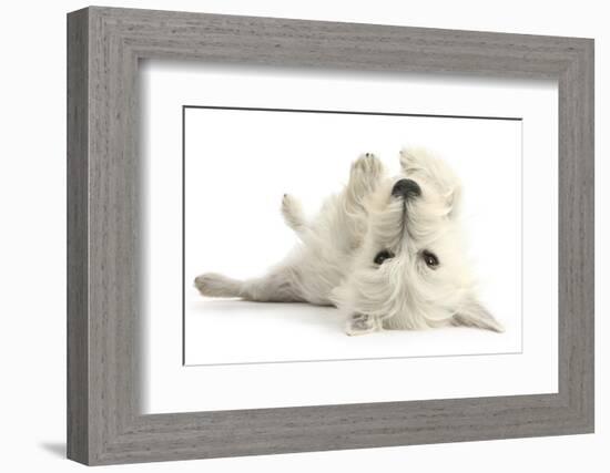 West Highland White Terrier Bitch, Milly, Lying Playfully on Her Back-Mark Taylor-Framed Photographic Print