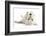 West Highland White Terrier Bitch, Milly, Lying Playfully on Her Back-Mark Taylor-Framed Photographic Print