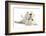 West Highland White Terrier Bitch, Milly, Lying Playfully on Her Back-Mark Taylor-Framed Photographic Print