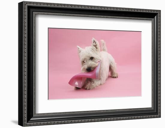 West Highland White Terrier Biting a Pink Boot Against a Pink Background-Mark Taylor-Framed Photographic Print