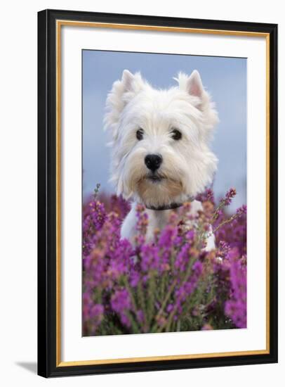 West Highland White Terrier Dog in Heather Flowers-null-Framed Photographic Print