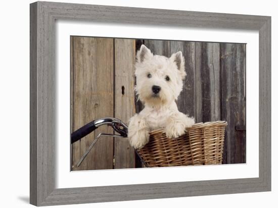 West Highland White Terrier in Bicycle Basket-null-Framed Photographic Print