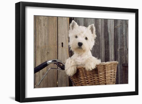 West Highland White Terrier in Bicycle Basket-null-Framed Photographic Print