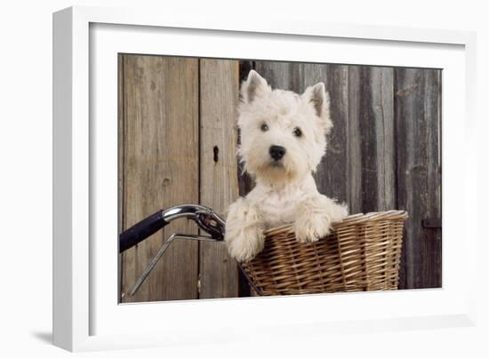 West Highland White Terrier in Bicycle Basket-null-Framed Photographic Print