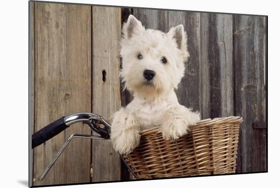 West Highland White Terrier in Bicycle Basket-null-Mounted Photographic Print