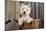 West Highland White Terrier in Bicycle Basket-null-Mounted Photographic Print