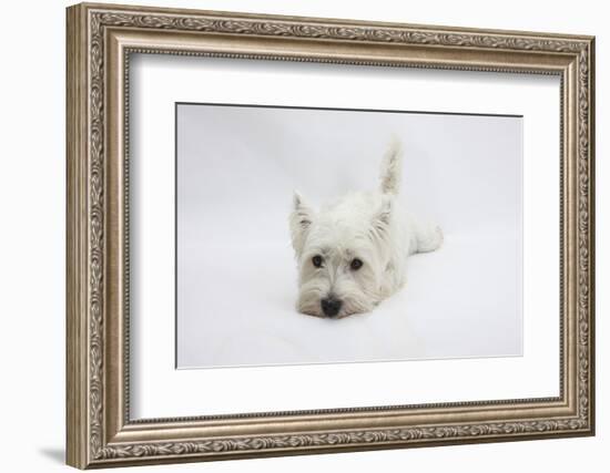 West Highland White Terrier Lying Stretched Out with Her Chin on the Floor-Mark Taylor-Framed Photographic Print