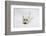 West Highland White Terrier Lying Stretched Out with Her Chin on the Floor-Mark Taylor-Framed Photographic Print