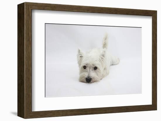 West Highland White Terrier Lying Stretched Out with Her Chin on the Floor-Mark Taylor-Framed Photographic Print