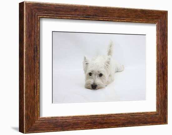 West Highland White Terrier Lying Stretched Out with Her Chin on the Floor-Mark Taylor-Framed Photographic Print