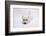 West Highland White Terrier Lying Stretched Out with Her Chin on the Floor-Mark Taylor-Framed Photographic Print