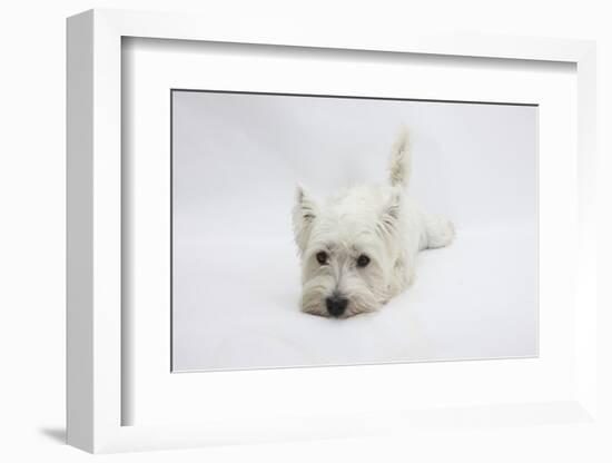 West Highland White Terrier Lying Stretched Out with Her Chin on the Floor-Mark Taylor-Framed Photographic Print