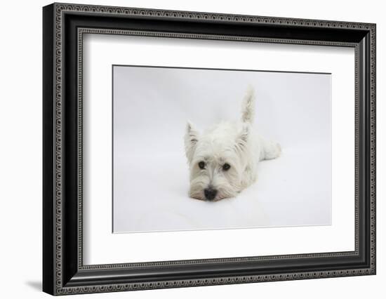 West Highland White Terrier Lying Stretched Out with Her Chin on the Floor-Mark Taylor-Framed Photographic Print