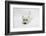 West Highland White Terrier Lying Stretched Out with Her Chin on the Floor-Mark Taylor-Framed Photographic Print