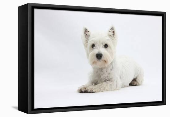 West Highland White Terrier Lying-Mark Taylor-Framed Premier Image Canvas